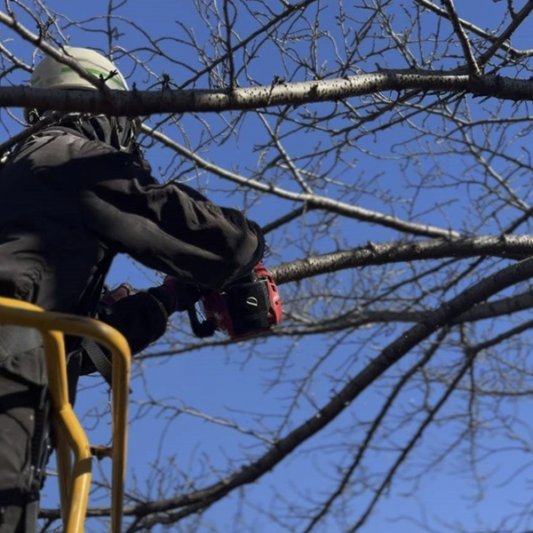 明日の緑を創造する仕事